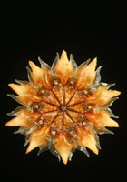 Ihlenfeldtia seed capsule