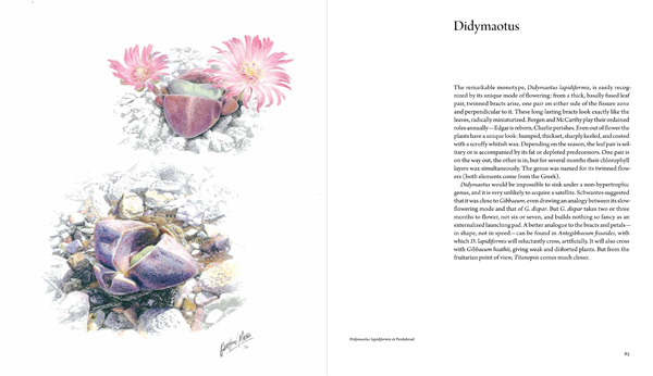 Didymaotus chapter spread 1