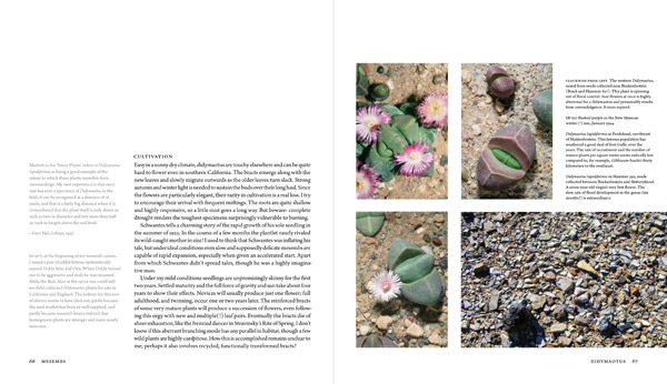 Didymaotus chapter spread 3